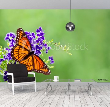 Picture of Viceroy butterfly Limenitis archippus on blue flowers